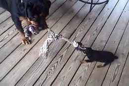 Tug Of War Rottweiler