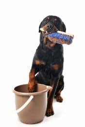 Rottweiler Urinating Too Often