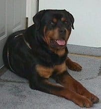 Rottweiler Waiting In Front Of The Door