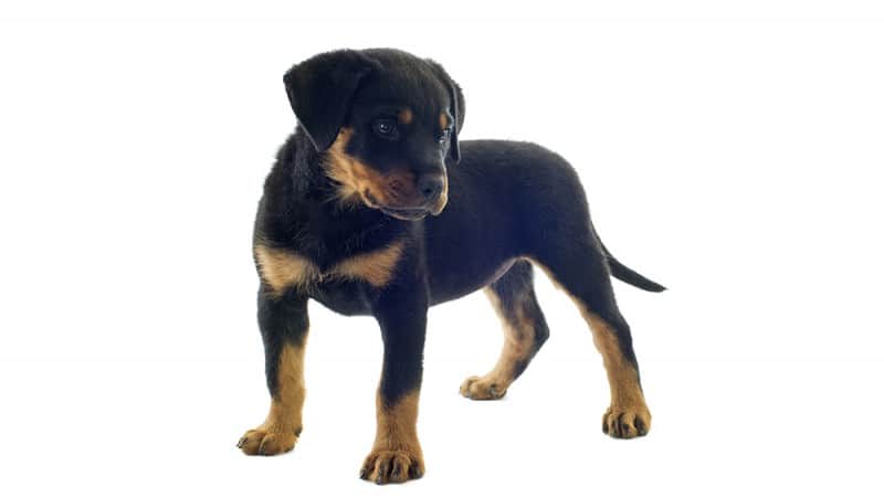 Food Chart For Rottweiler Puppies