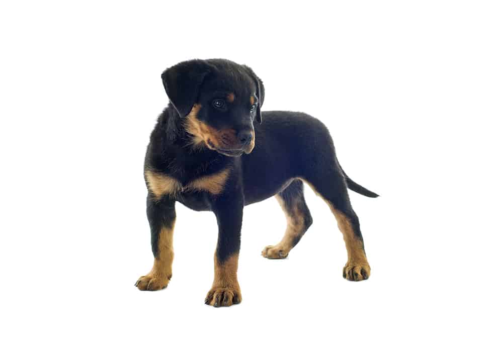 Importance Of A Healthy Rottweiler Diet 