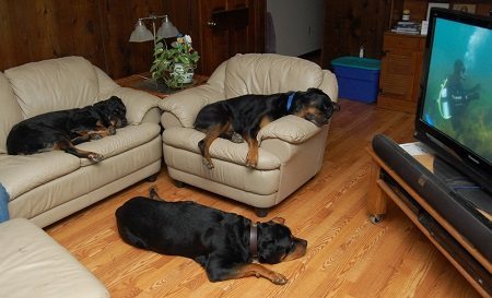 Rottweilers On The Furniture
