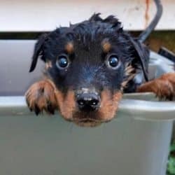 bathing rottweiler puppy