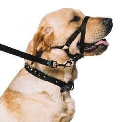 dog halter