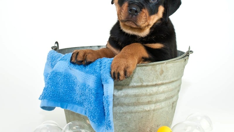 how often to bathe rottweiler?
