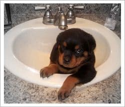 puppy in the sink