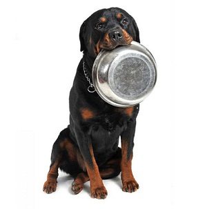 what fruit can rottweilers eat