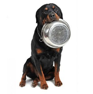 How Much To Feed Your Rottweiler