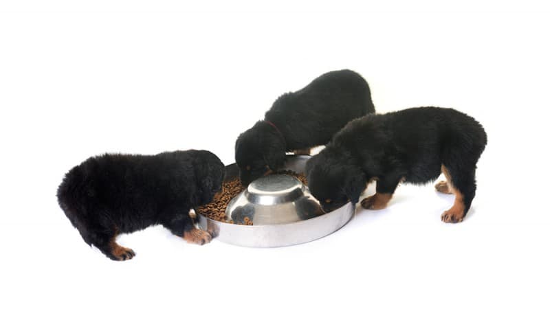 how much should I feed my rottweiler?