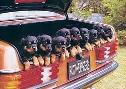 Rotties In The Car