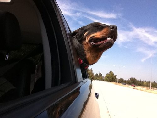 Rottweiler Car Trips