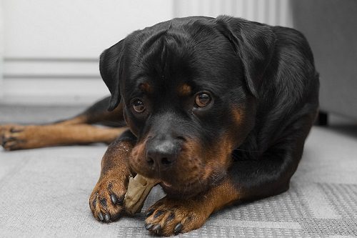 why does my rottweiler chew on everything?