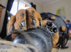 Rottweiler Chewing a Toy