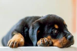 cachorro rottweilers destructive rottweiller tratar vendidos micose filhote cuidar emborapets resting temperament cucciolo poggiando fofinho deitado rottie rott depositphotos doggyhause