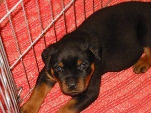 Rottweiler Crate Training