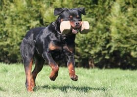 Rottweiler Exercising