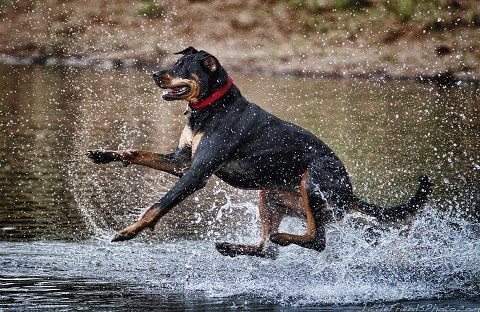 Rottweiler Outdoor Activities