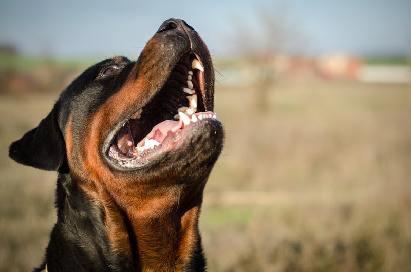 How To Teach Your Rottweiler To Speak And Be Quiet